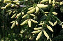 vivaio di alberi, arbusti di piante perenni ornamentali