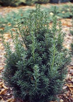 vivaio di alberi, arbusti di piante perenni ornamentali
