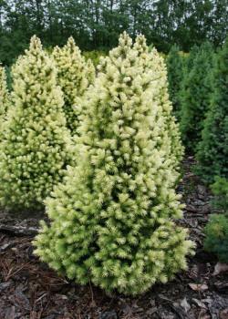vivaio di alberi, arbusti di piante perenni ornamentali