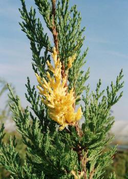 vivaio di alberi, arbusti di piante perenni ornamentali