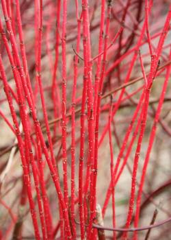 vivaio di alberi, arbusti di piante perenni ornamentali