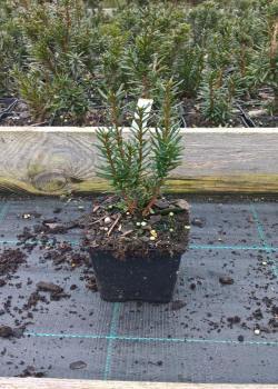 vivaio di alberi, arbusti di piante perenni ornamentali