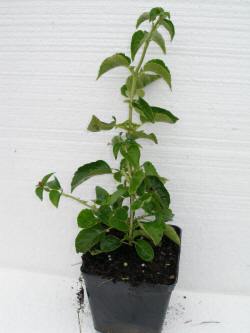 vivaio di alberi, arbusti di piante perenni ornamentali