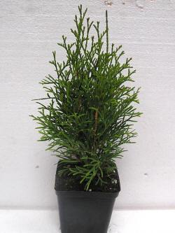 vivaio di alberi, arbusti di piante perenni ornamentali