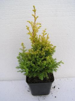 vivaio di alberi, arbusti di piante perenni ornamentali