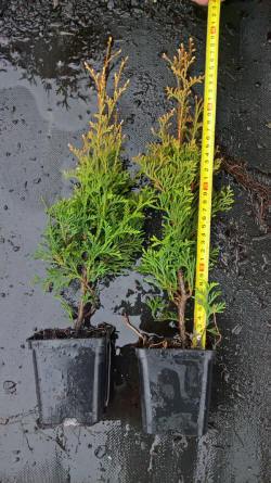 vivaio di alberi, arbusti di piante perenni ornamentali