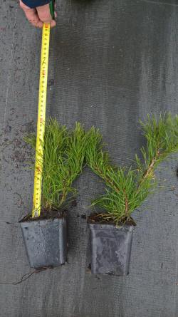 vivaio di alberi, arbusti di piante perenni ornamentali