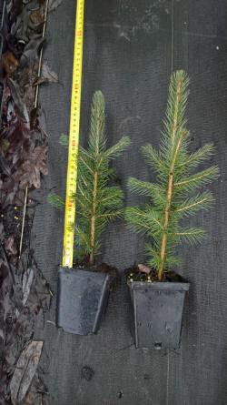vivaio di alberi, arbusti di piante perenni ornamentali
